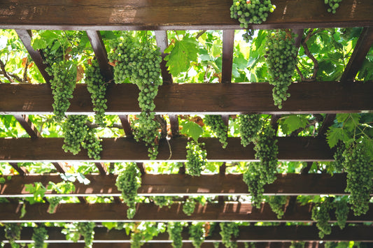 Everything you wanted to know about Airén grapes