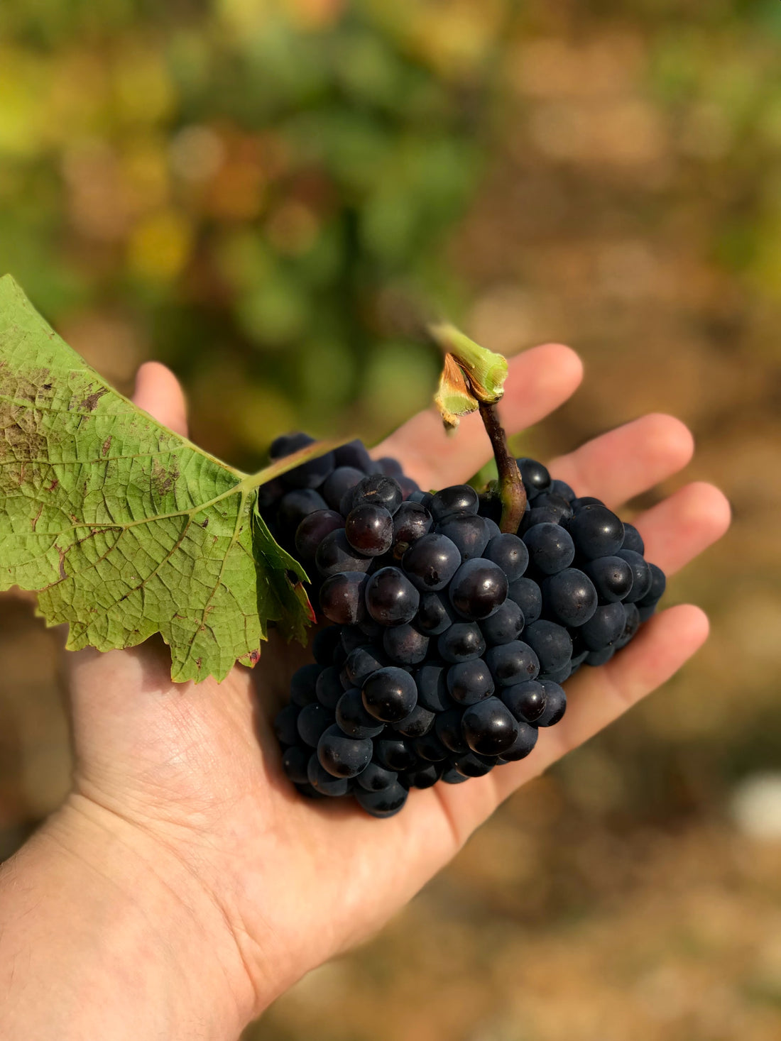 Everything you wanted to know about Tempranillo grapes